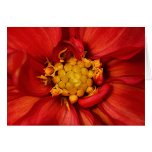 Orange Dahlia