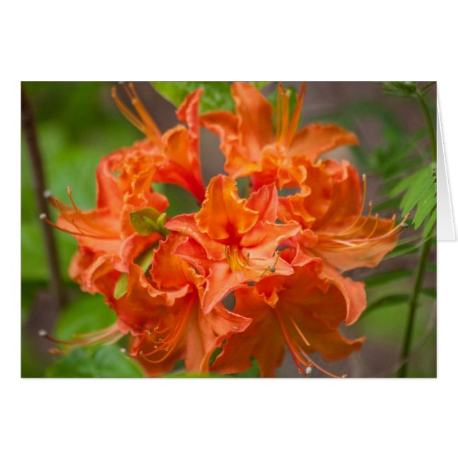Orange Fleurs Azalea Floral Photographie (Devant horizontal)
