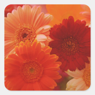 Orange Gerbera Fleurs marguerites autocollants