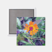 Orange Hawkweed 1 Magnet (Recto/Verso)