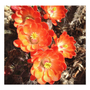 Orange Hérisson Cactus Fleurs photo imprimer