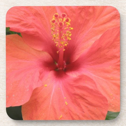 Orange Hibiscus Fleur Macro Cork Dessous de verre (Devant)