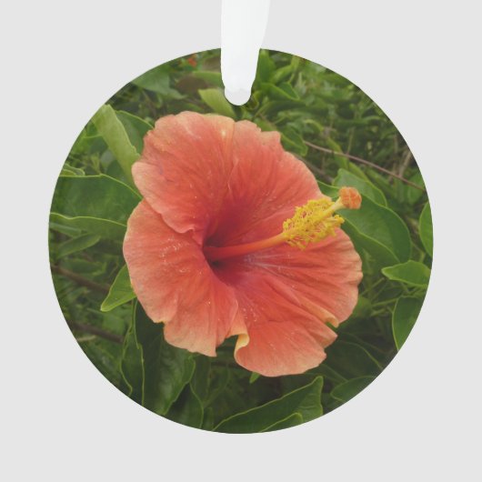 Orange Hibiscus Fleur Tropical Floral (devant)