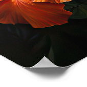 Orange Hibiscus Flower Art Imprimer Poster (Coin)
