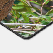 Orange Iguana, Faune Photo Lizard (Coin)