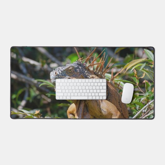 Orange Iguana, Faune Photo Lizard (Clavier et souris)