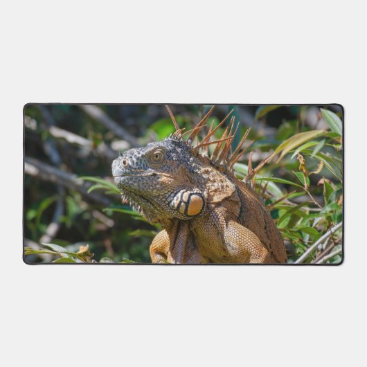 Orange Iguana, Faune Photo Lizard (Recto)