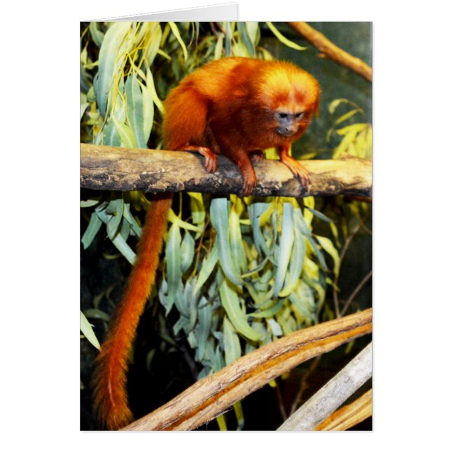 Orange_Marmoset,_Greeting_Card. (Devant)