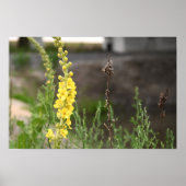 Orange Mullein Flowers Poster (Devant)