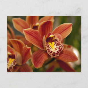 Orange Orchid Flowers Briefkaart