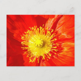 Orange Poppy Postcard Briefkaart