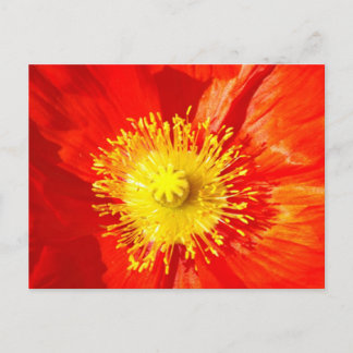 Orange Poppy Postcard Briefkaart