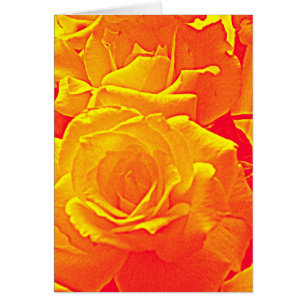 orange rose fluorescent