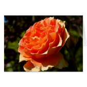 Orange Rose II Belle florale (Devant horizontal)