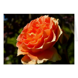 Orange Rose II Belle florale