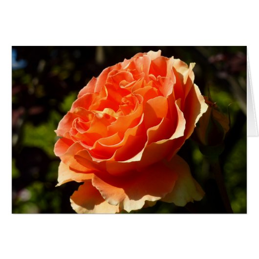 Orange Rose II Belle florale (Devant horizontal)