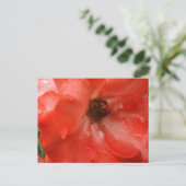 Orange Rose Postcard Briefkaart (Staand voorkant)