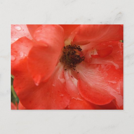 Orange Rose Postcard Briefkaart (Voorkant)