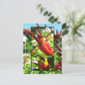 Orange rouge fleurit de Flax carte postale (Debout devant)