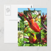 Orange rouge fleurit de Flax carte postale (Devant / Derrière)