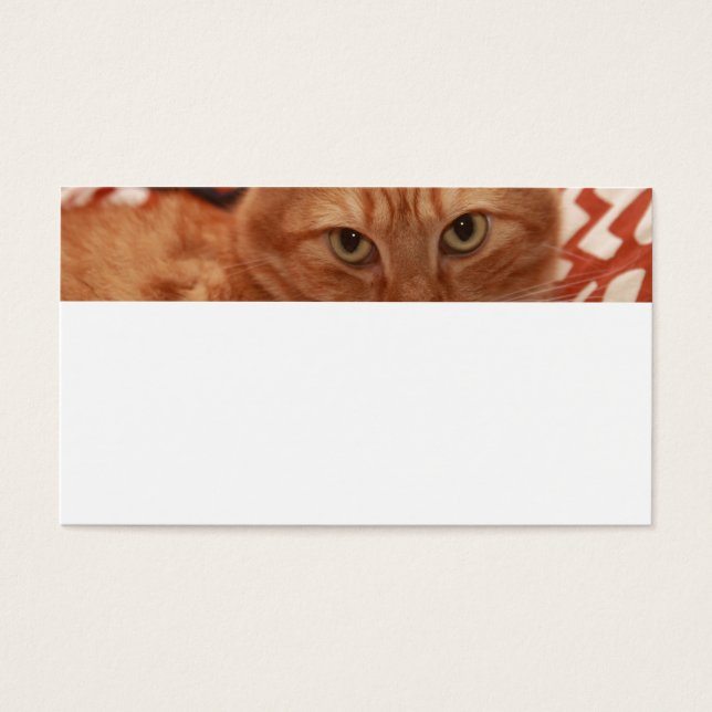Orange Tabby (Devant)