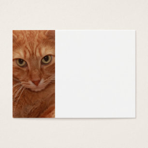 Orange Tabby