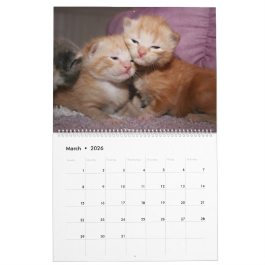 ORANGE TABBY CALENDRIER (Mar 2026)