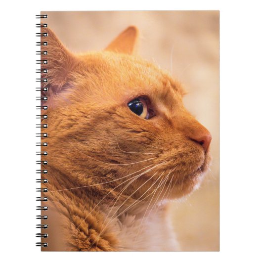 Orange Tabby Cat Notebook Curious Feline Notebook Notitieboek (Voorkant)