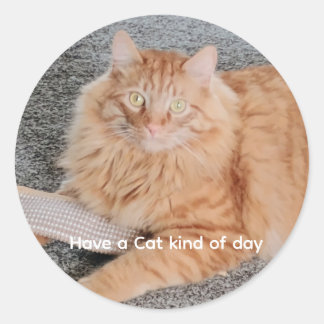 Orange Tabby cat Ronde Sticker