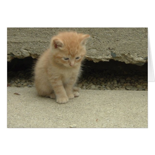 Orange Tabby Kitten (Devant horizontal)