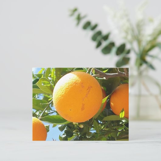 Orange Tree - Espagne, Carte postale (Debout devant)