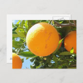 Orange Tree - Espagne, Carte postale (Devant / Derrière)