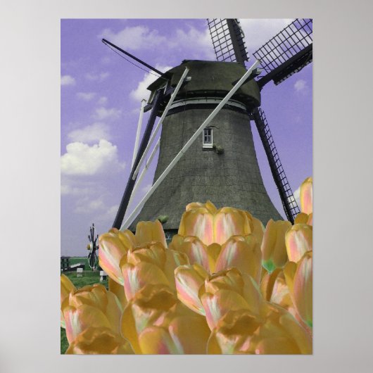 Orange Tulips Mill Holland Poster Art (Devant)