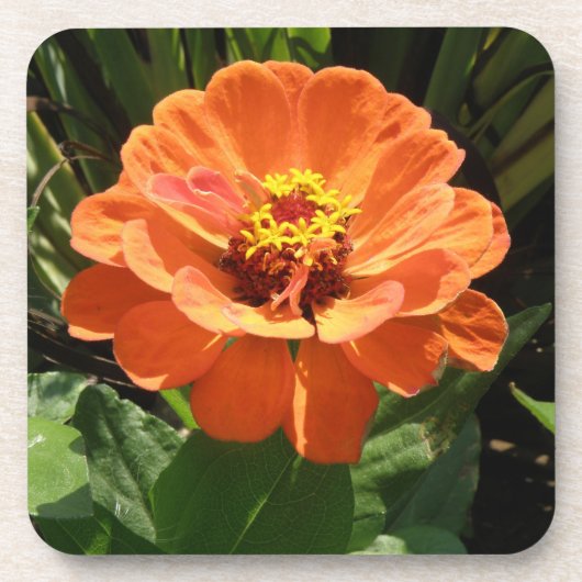 Orange Zinnia Cork Dessous de verre (Devant)