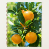 Oranger en fruits (Devant)