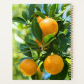 Oranger en fruits (Dos)
