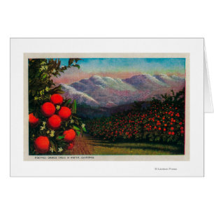 Orangeraie de colline dans le WinterState