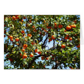 Oranges (Devant horizontal)