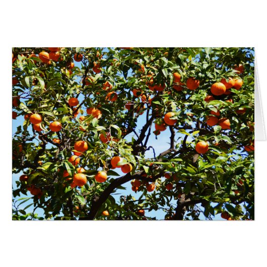 Oranges (Devant horizontal)
