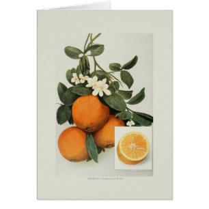 Oranges