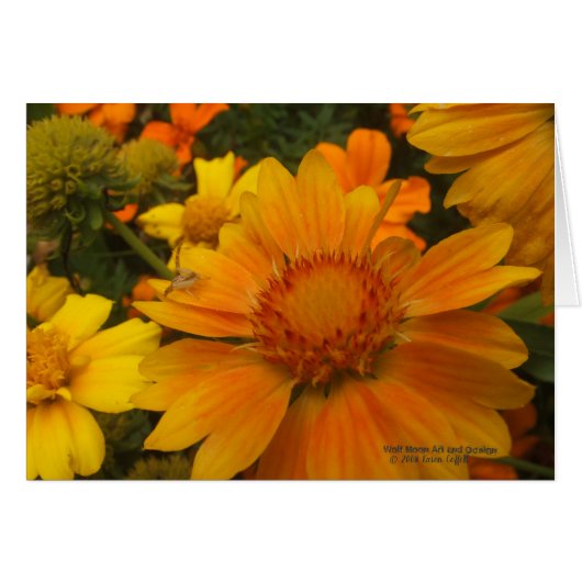 Oranges Et Citrons Blanketflower Avec Araignée De (Devant horizontal)