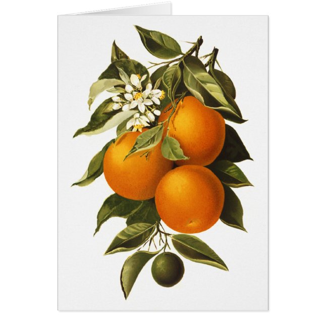Oranges et pavots (Devant)