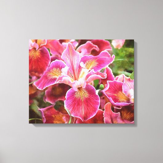 Orangish Pink Iris Canvas Afdruk (Voorkant)