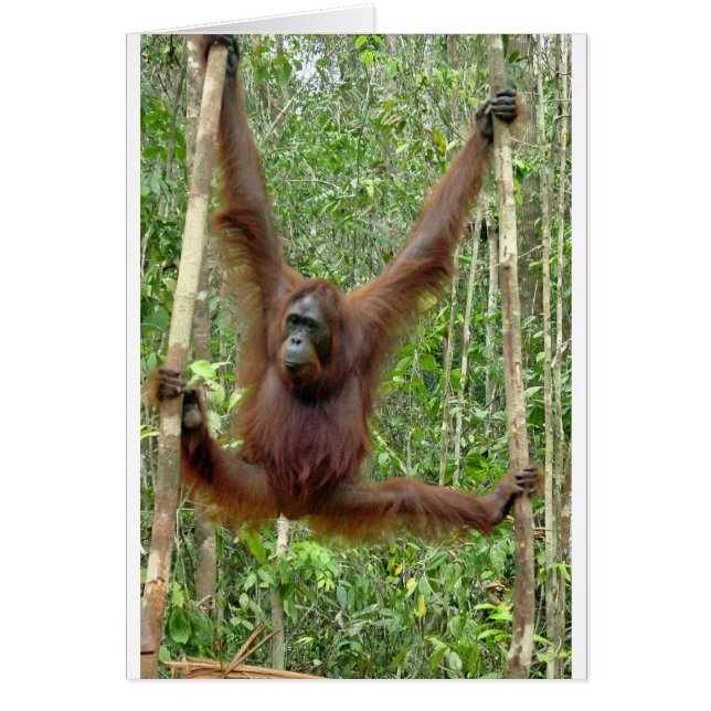 Orangoutan, un hangin' (Devant)