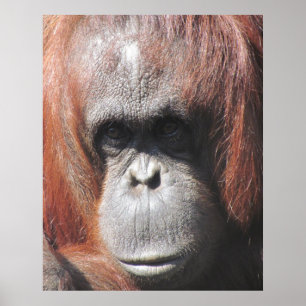 Orangutaan Poster