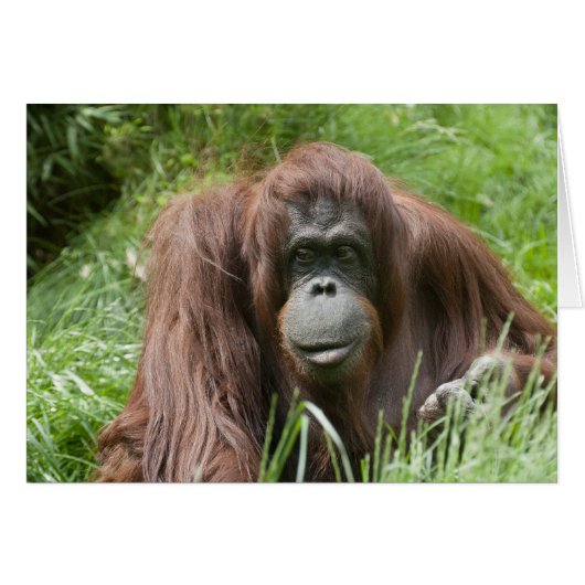 Orangutan (Voorkant Horizontaal)