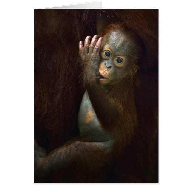 Orangutan (Voorkant)