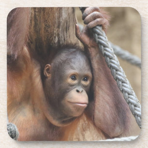 OrangUtan 002 Bier Onderzetter