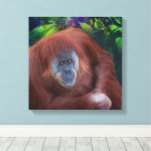 Orangutan 14x14 Stretched Canvas (Insitu (Houten vloer))
