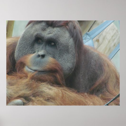 Orangutan, Ape, aap, dier, Natuur wand Poster (Voorkant)